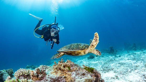 Andaman island solo trip holidays